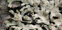 Cavernularia hultenii